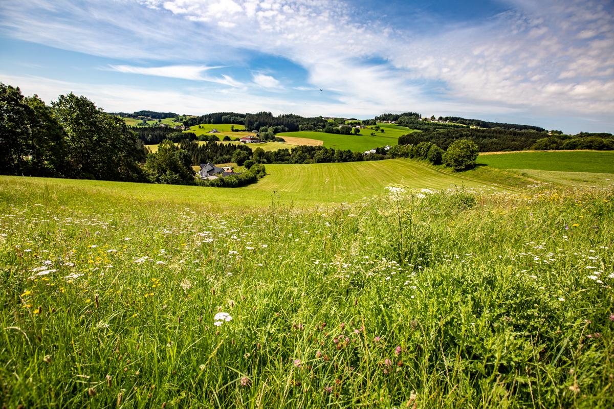 Wiese Landschaftsaufnahme